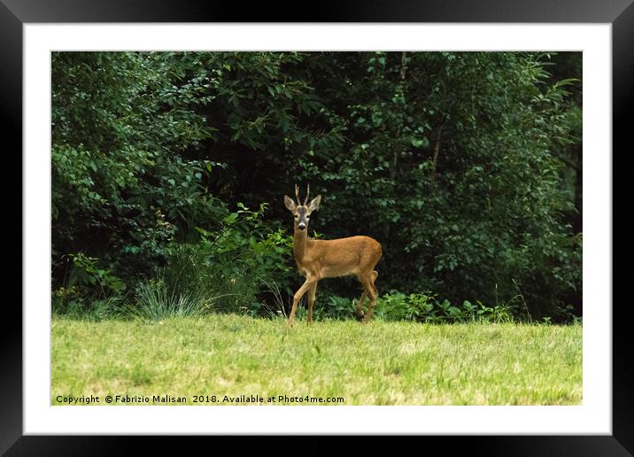 Deer in the woods Framed Mounted Print by Fabrizio Malisan