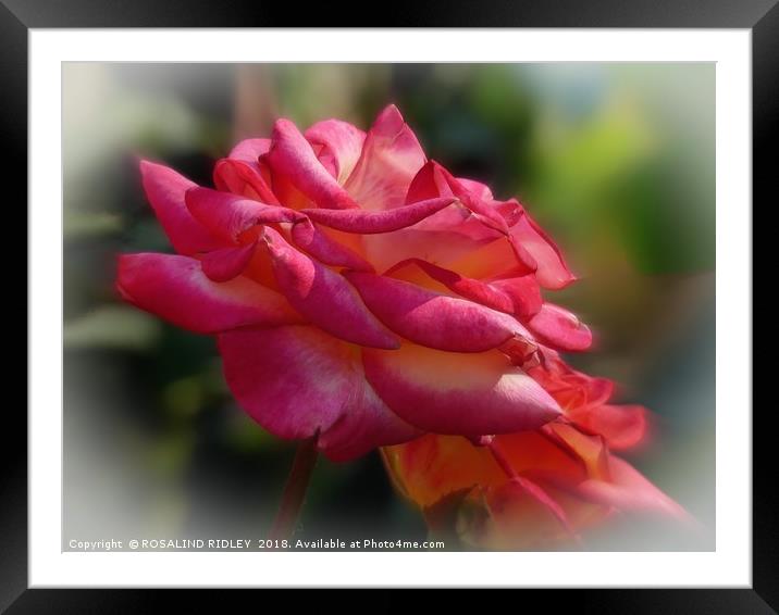 "Railway Rose" Framed Mounted Print by ROS RIDLEY