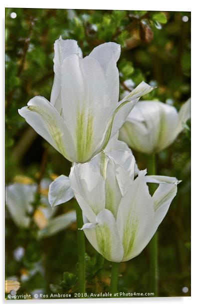 Tulipa Spring Green Acrylic by Ros Ambrose