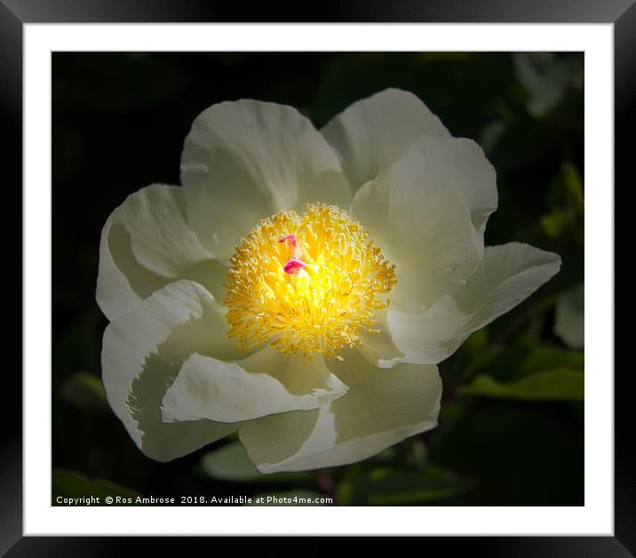 Peony Framed Mounted Print by Ros Ambrose