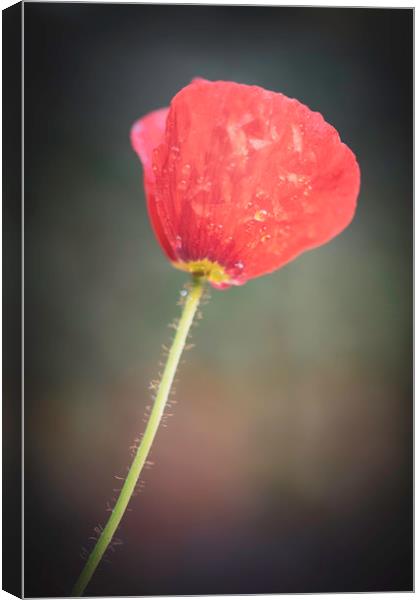 Poppy Canvas Print by Mike Evans