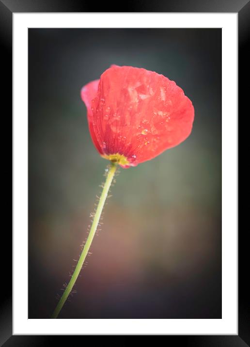 Poppy Framed Mounted Print by Mike Evans