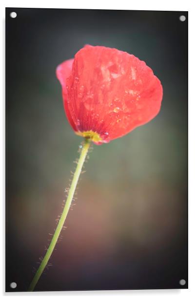 Poppy Acrylic by Mike Evans
