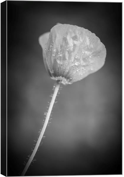 Poppy in Black and White  Canvas Print by Mike Evans