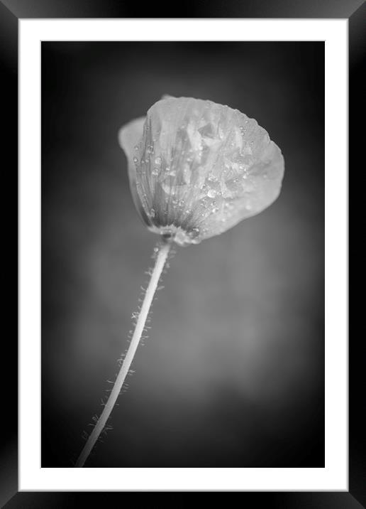 Poppy in Black and White  Framed Mounted Print by Mike Evans