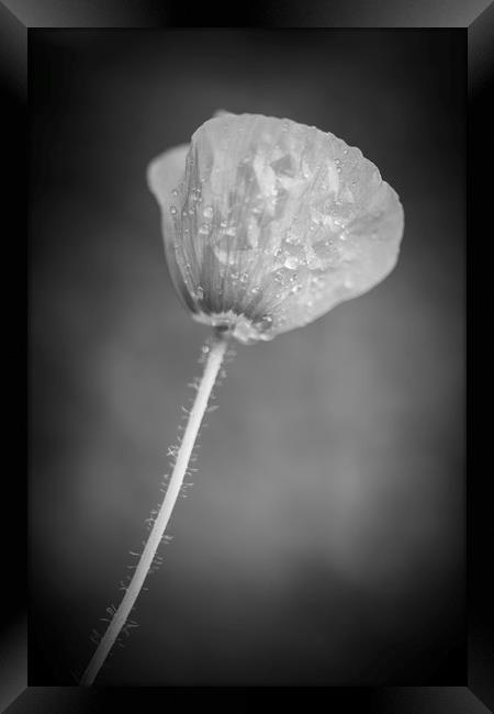 Poppy in Black and White  Framed Print by Mike Evans