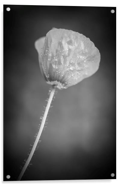 Poppy in Black and White  Acrylic by Mike Evans