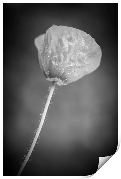 Poppy in Black and White  Print by Mike Evans
