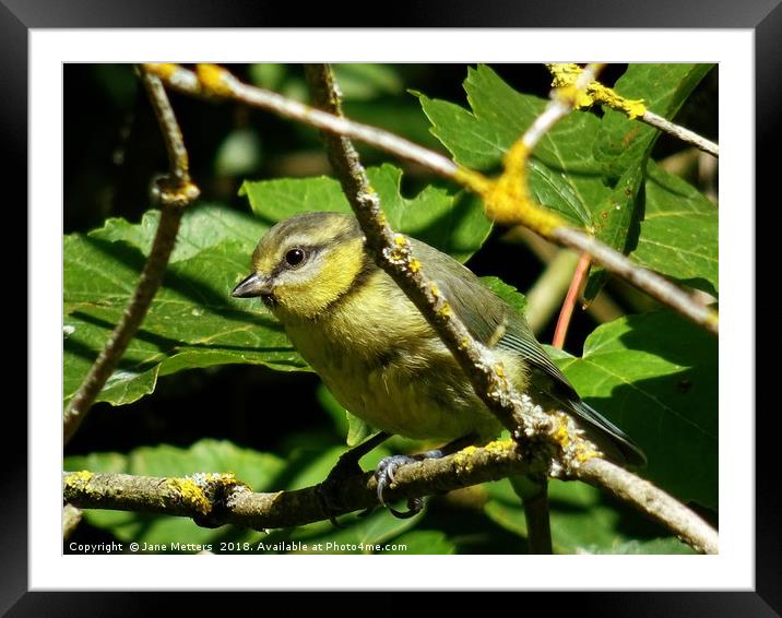           Juvenile Blue Tit                     Framed Mounted Print by Jane Metters