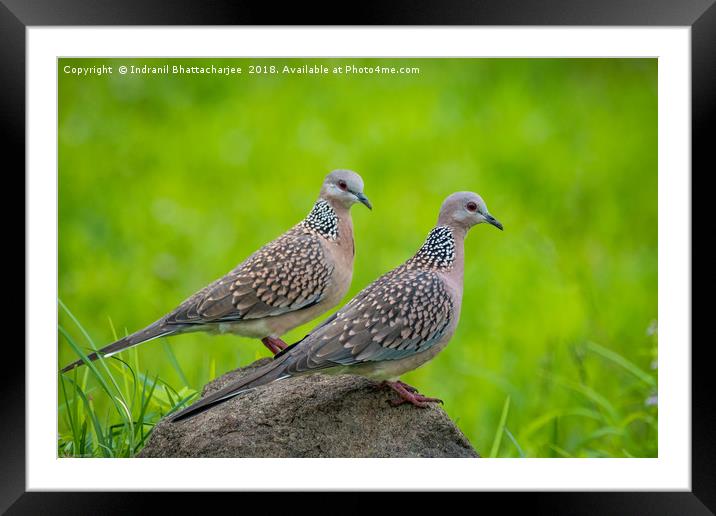 On the same rock Framed Mounted Print by Indranil Bhattacharjee