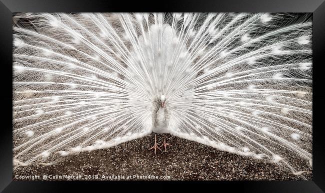 White Peacock Framed Print by Colin Metcalf