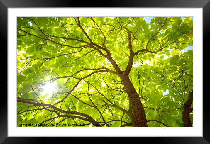 Summer Tree Framed Mounted Print by Simon Annable