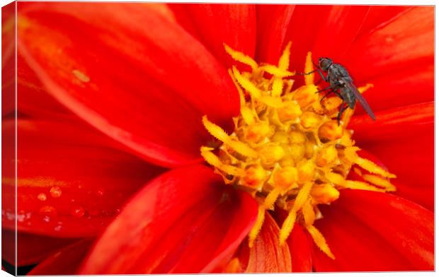 The fly & the flower Canvas Print by Jonathan Thirkell