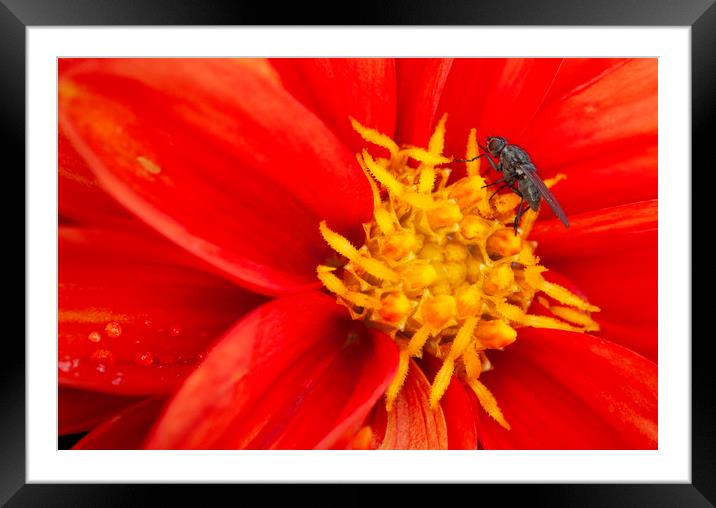 The fly & the flower Framed Mounted Print by Jonathan Thirkell
