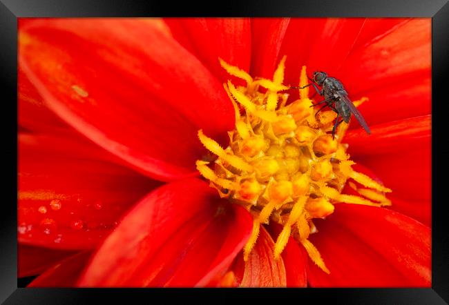 The fly & the flower Framed Print by Jonathan Thirkell