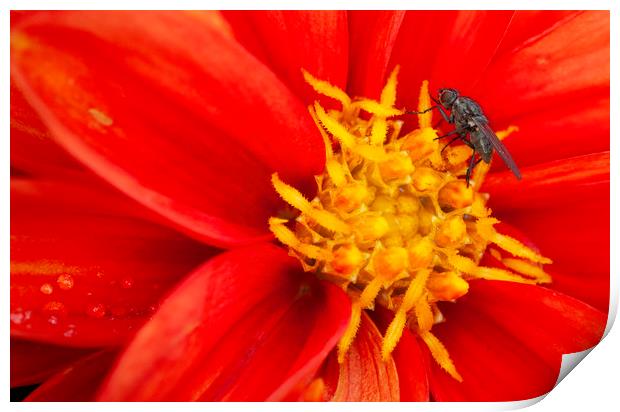 The fly & the flower Print by Jonathan Thirkell