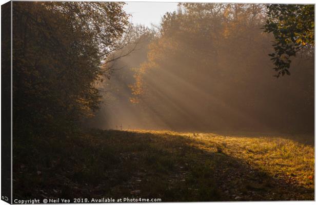 sunlit woodland Canvas Print by Neil Yeo