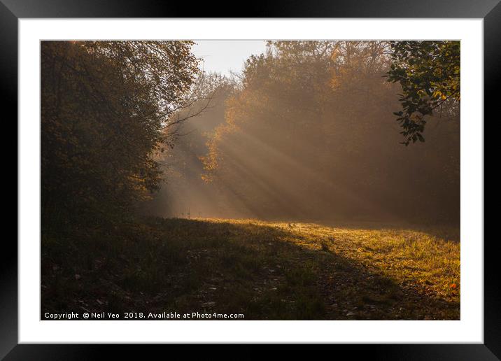 sunlit woodland Framed Mounted Print by Neil Yeo