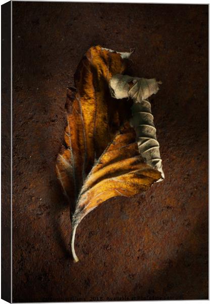 Old Leaf on rusty metal Canvas Print by Martin Williams