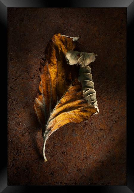 Old Leaf on rusty metal Framed Print by Martin Williams