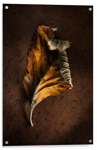 Old Leaf on rusty metal Acrylic by Martin Williams