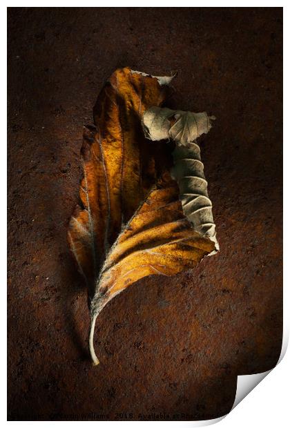 Old Leaf on rusty metal Print by Martin Williams