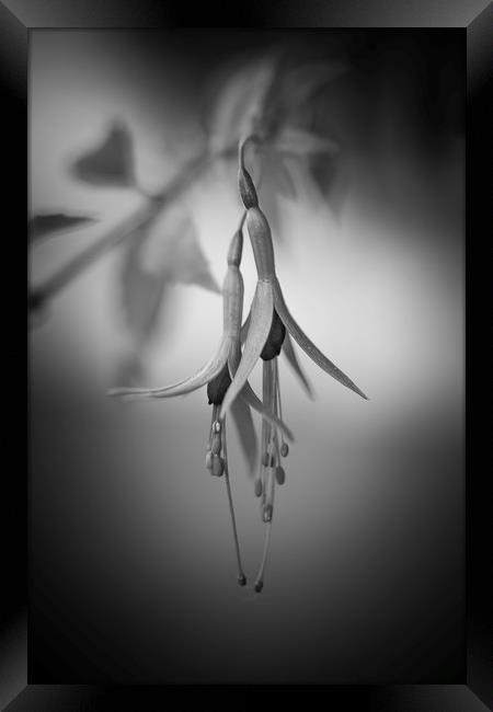 Fuchsia Framed Print by Mike Evans