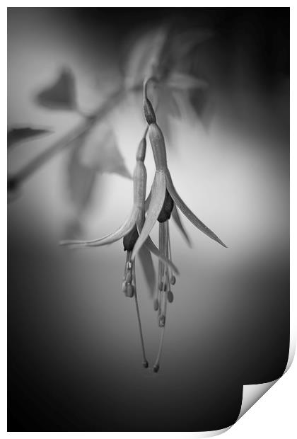 Fuchsia Print by Mike Evans