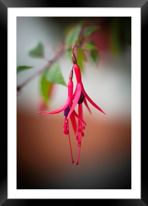 Fuchsia Framed Mounted Print by Mike Evans