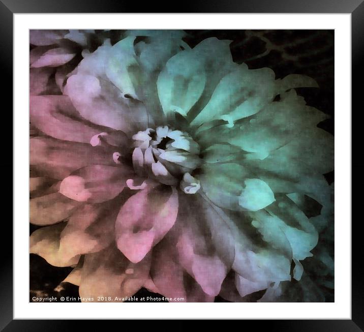 Dahlia in Watercolor Framed Mounted Print by Erin Hayes
