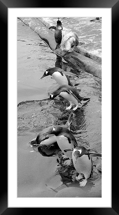 Penguins Framed Mounted Print by Zoe Anderson