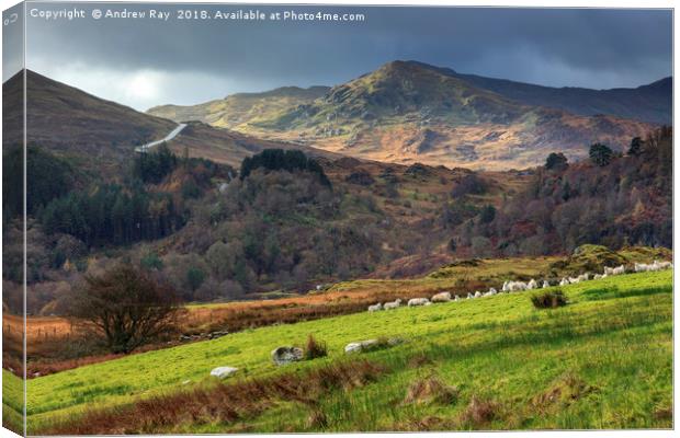 Dolwyddelan view Canvas Print by Andrew Ray