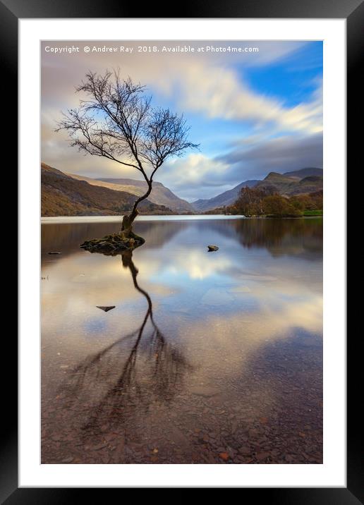 Lone tree (Llyn Padarn) Framed Mounted Print by Andrew Ray