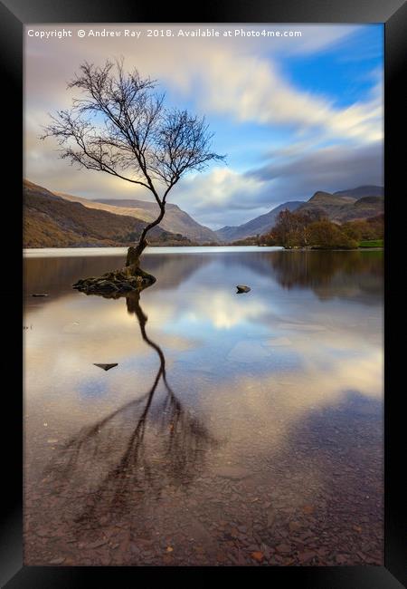 Lone tree (Llyn Padarn) Framed Print by Andrew Ray