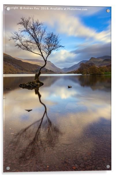 Lone tree (Llyn Padarn) Acrylic by Andrew Ray