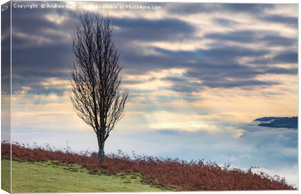 Tree above the Usk Valley Canvas Print by Andrew Ray