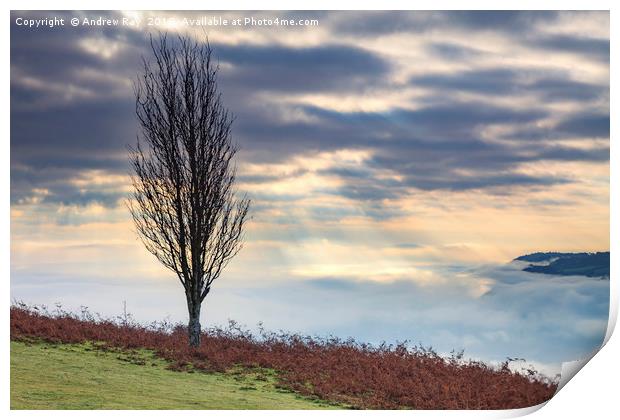 Tree above the Usk Valley Print by Andrew Ray