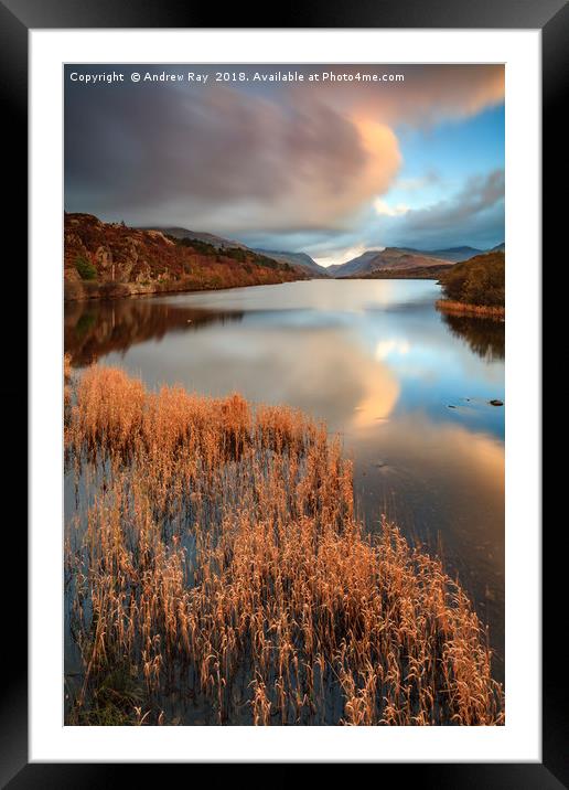 Reeds at sunset (Llyn Padarn) Framed Mounted Print by Andrew Ray