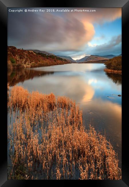 Reeds at sunset (Llyn Padarn) Framed Print by Andrew Ray