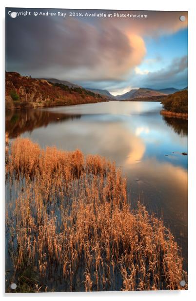 Reeds at sunset (Llyn Padarn) Acrylic by Andrew Ray