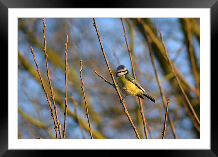 Bluetit in Tree Framed Mounted Print by Donna Collett