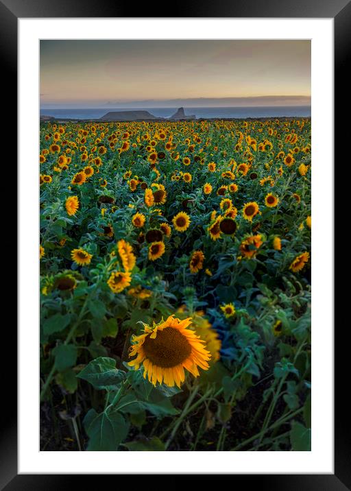 Rhossili Sunflowers Framed Mounted Print by Leighton Collins