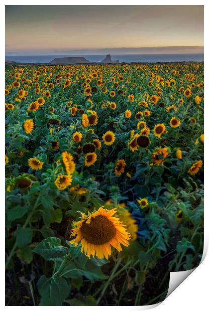 Rhossili Sunflowers Print by Leighton Collins