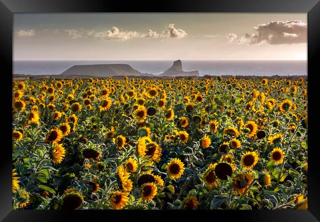 Sunflowers at Worms Head Framed Print by Leighton Collins