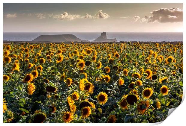Sunflowers at Worms Head Print by Leighton Collins
