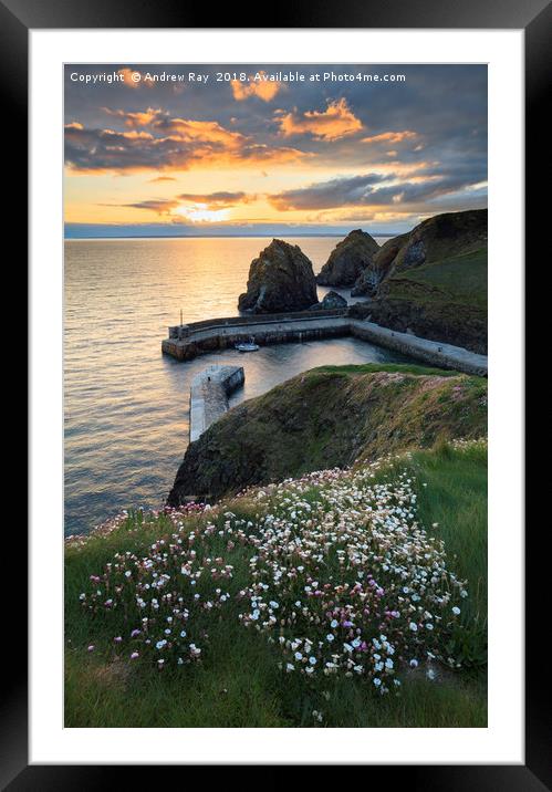 Spring Flowers at Sunset (Mullion Cove). Framed Mounted Print by Andrew Ray
