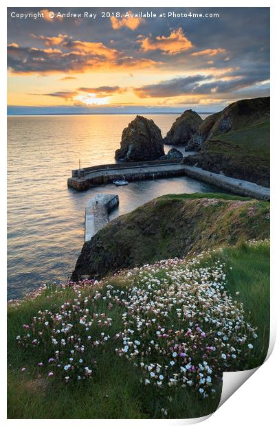 Spring Flowers at Sunset (Mullion Cove). Print by Andrew Ray