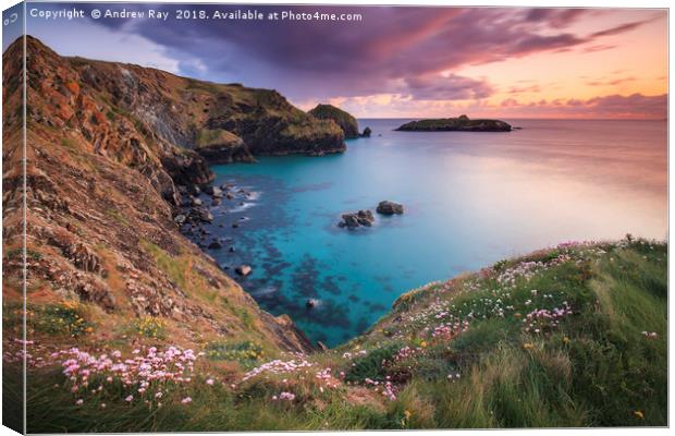 Thrift at Sunset (Mullion Cove) Canvas Print by Andrew Ray