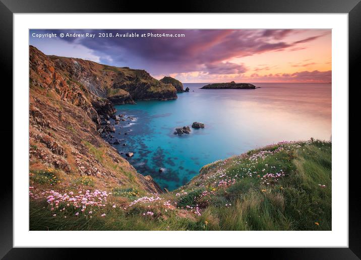 Thrift at Sunset (Mullion Cove) Framed Mounted Print by Andrew Ray