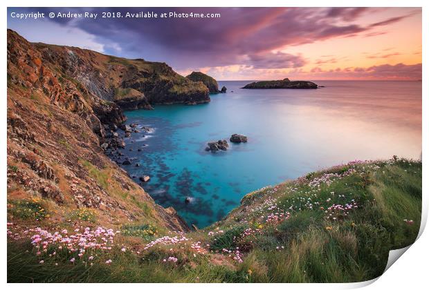 Thrift at Sunset (Mullion Cove) Print by Andrew Ray